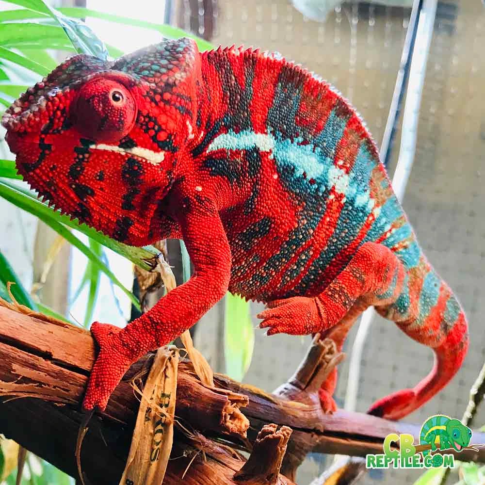 Ambilobe panther chameleon for sale | baby panther chameleons
