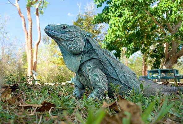 Blue Iguana Conservation - National Trust for the Cayman Islands