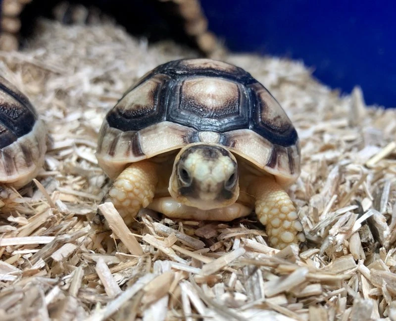 2023 UK Bred Marginated Tortoise - Tortoise Centre