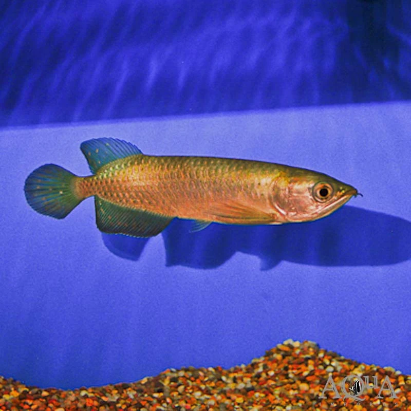 Jardini Arowana (Scleropages jardinii) - Aqua Imports