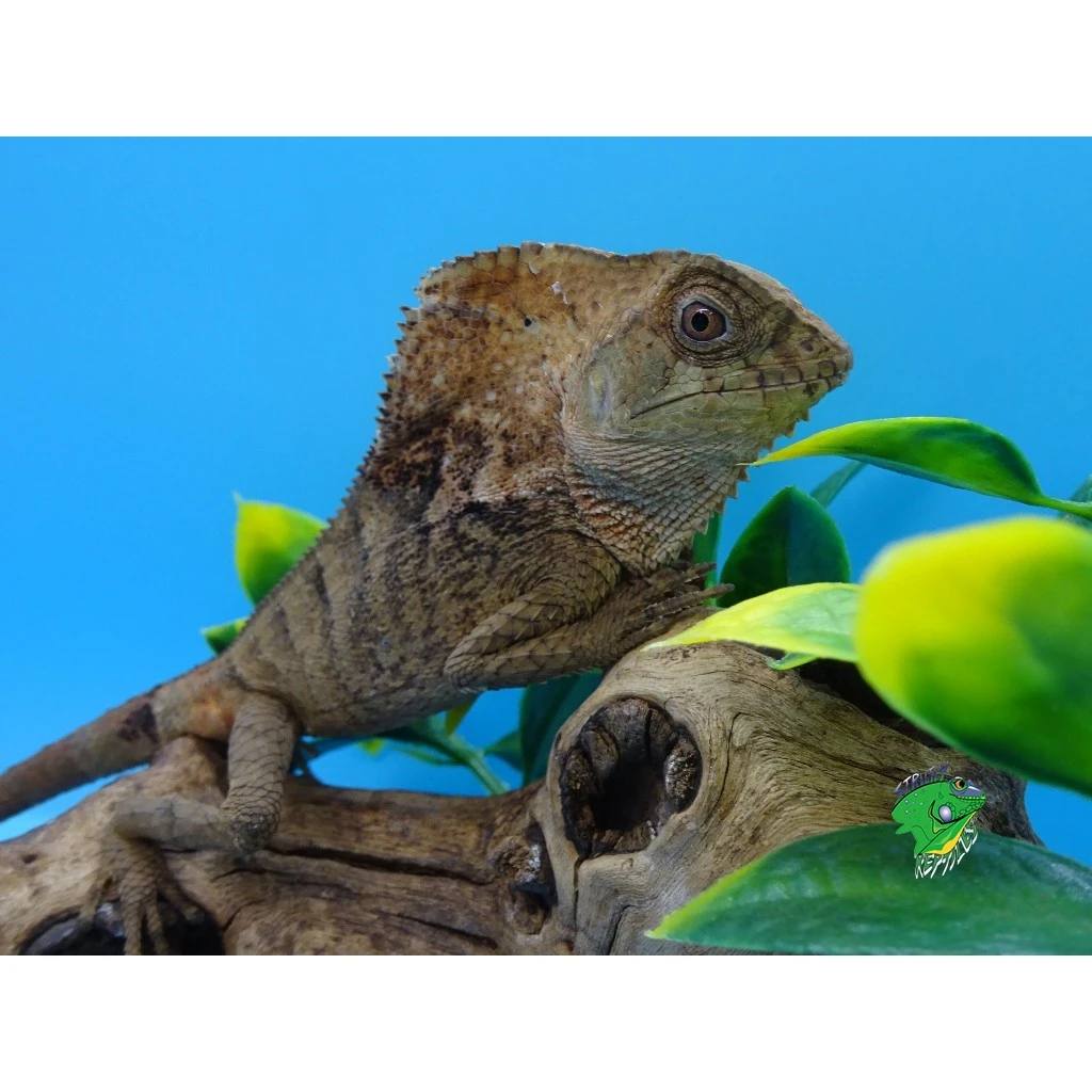 Helmeted Iguana - juvenile to adult - Strictly Reptiles