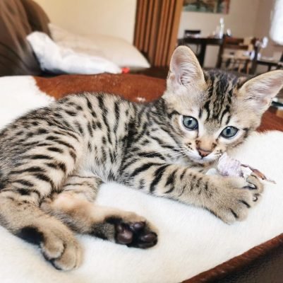 Savannah Cat for Sale