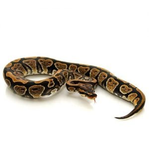 Baby Ball Python for sale