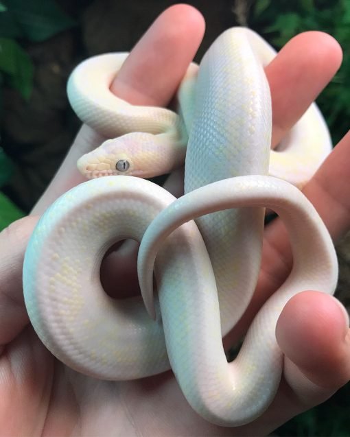 Buy Baby Blue Eyed Leucistic Colombian Rainbow Boa