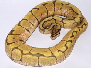 Baby Honey Bee Ball Python For Sale