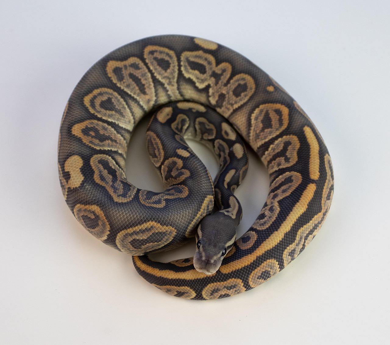 Baby Honey Bee Ball Python For Sale