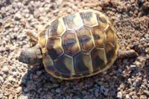 Hermann Tortoise For Sale