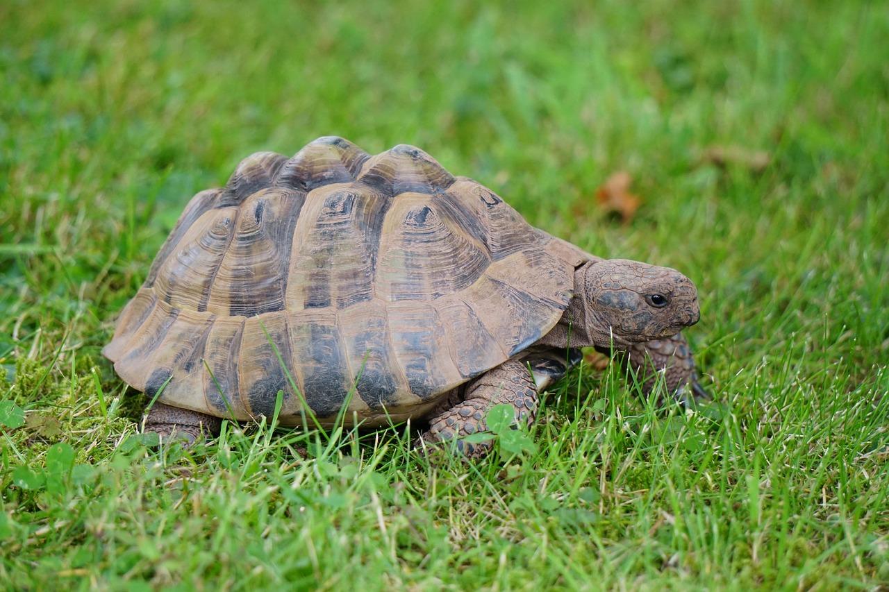 Hermann Tortoise For Sale Hermann Tortoise For Sale