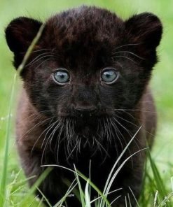 Black Panther Cubs For Sale