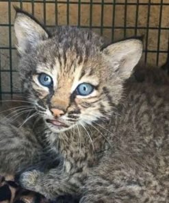 Bobcats kittens For Sale