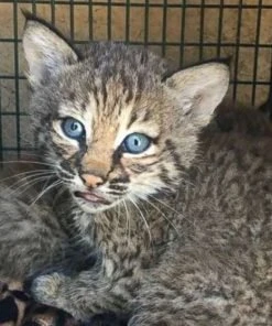 Bobcats kittens For Sale