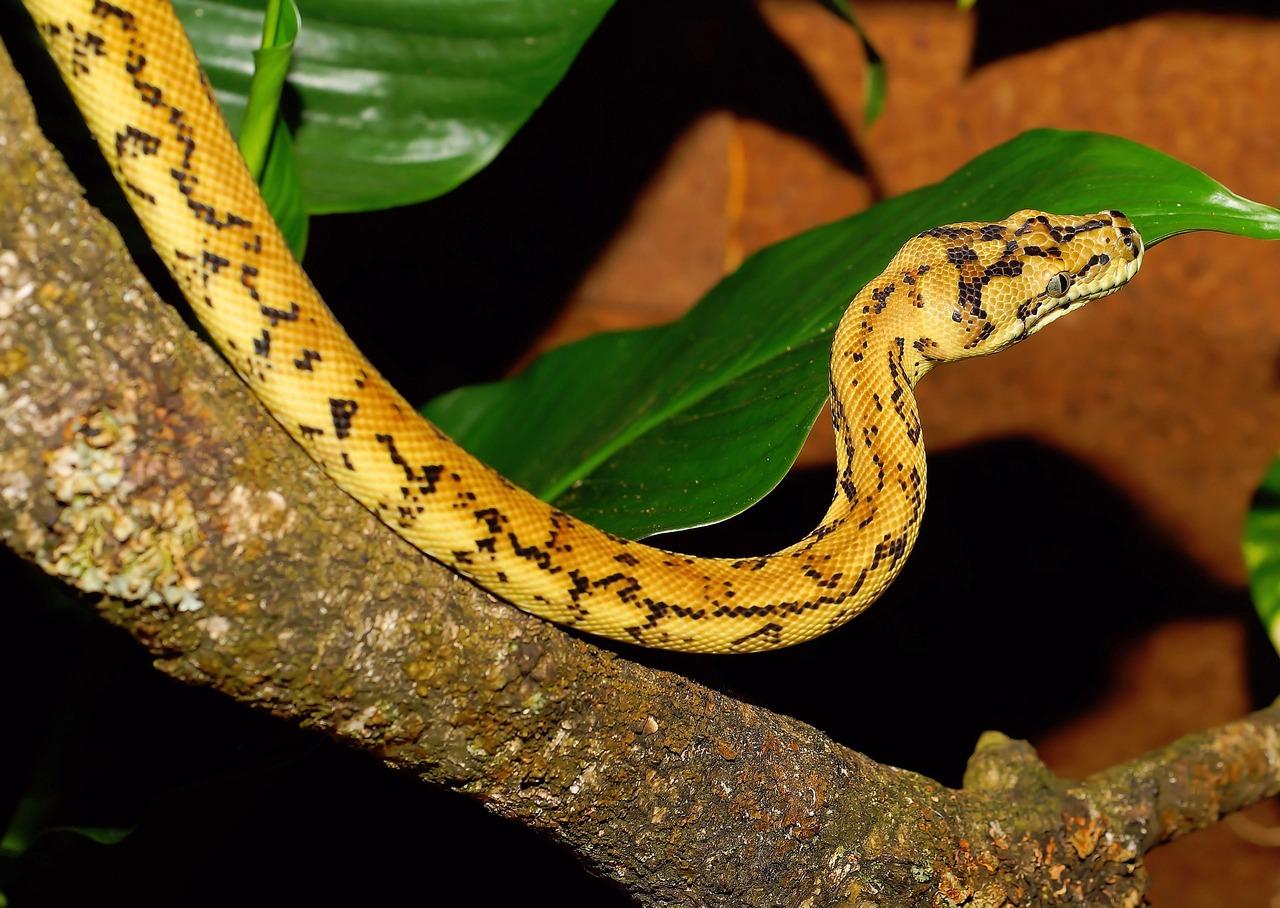 Baby Pied Ball Python for sale