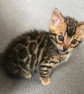 Bengal Kittens for Sale