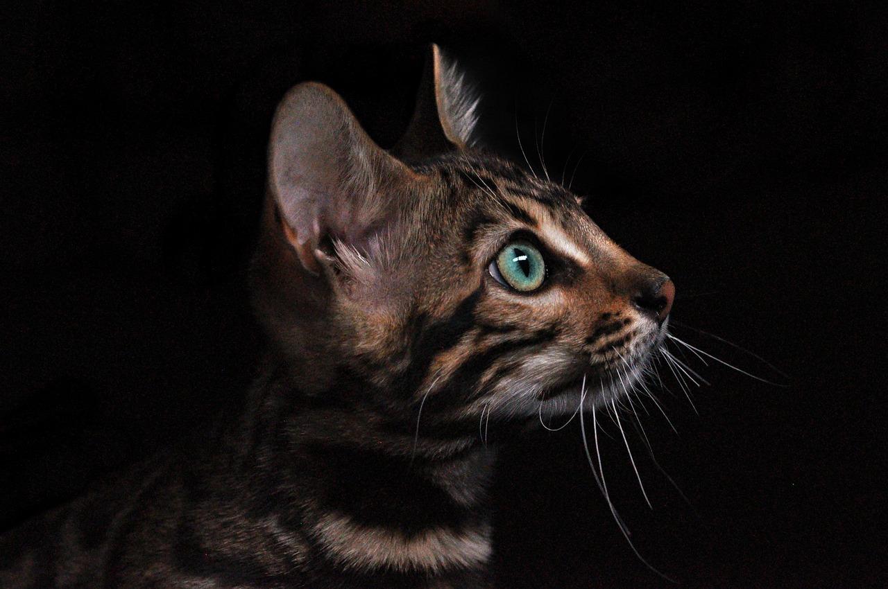 Bengal Kittens for Sale