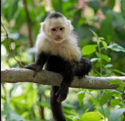 Capuchin Monkey For Sale