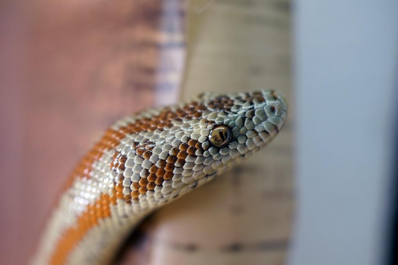 Baby Brazilian Rainbow Boa For Sale
