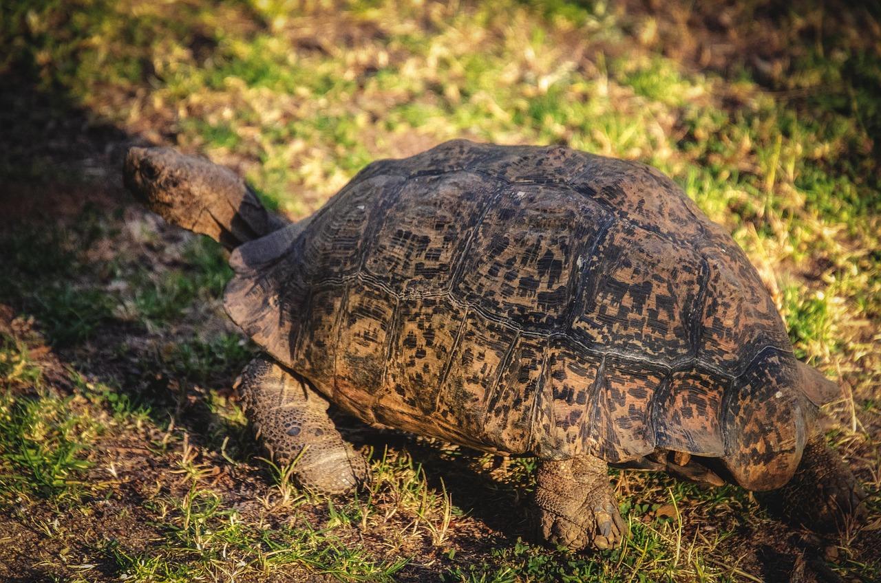 Leopard Tortoise for Sale