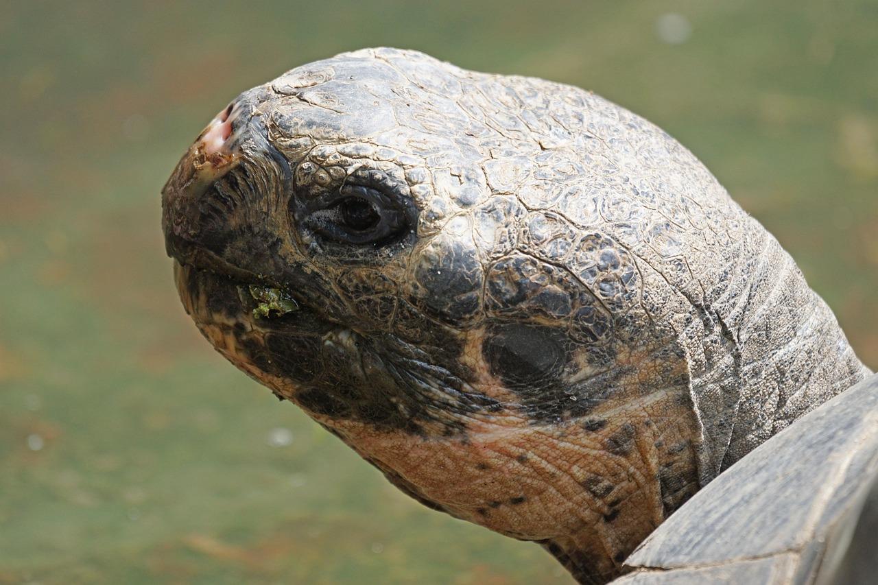 Cherry Head Red Foot Tortoise for Sale Cherry Head Red Foot Tortoise for Sale