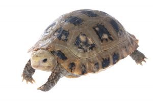 Elongated Tortoise for Sale