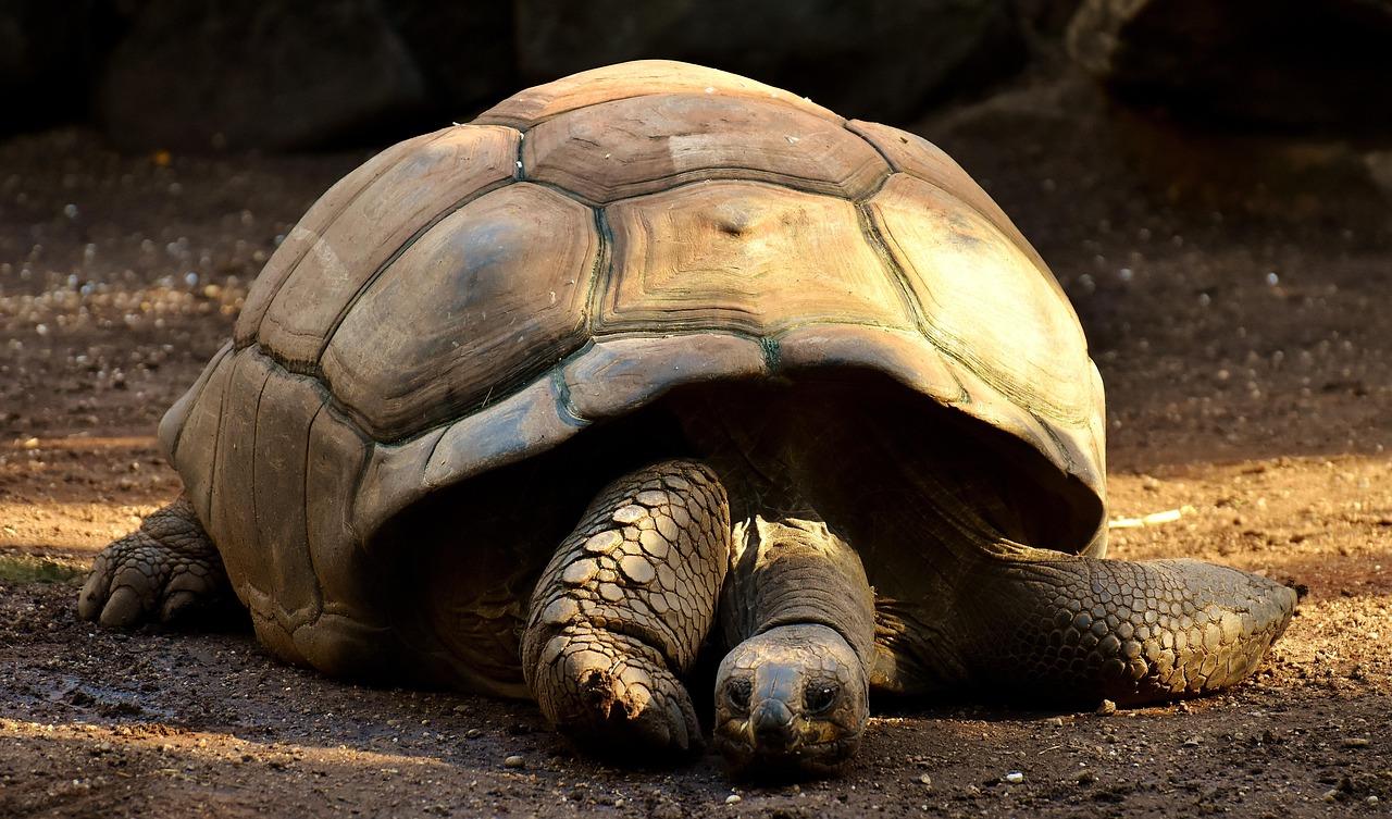 Elongated Tortoise for Sale