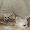 Fennec Fox For Sale