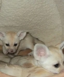 Fennec Fox For Sale