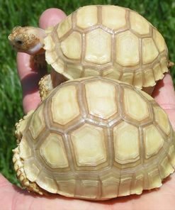 Sulcata Tortoise for Sale