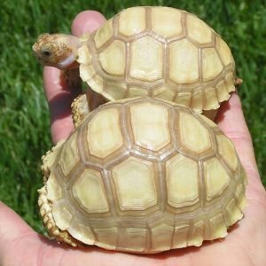 Sulcata Tortoise for Sale