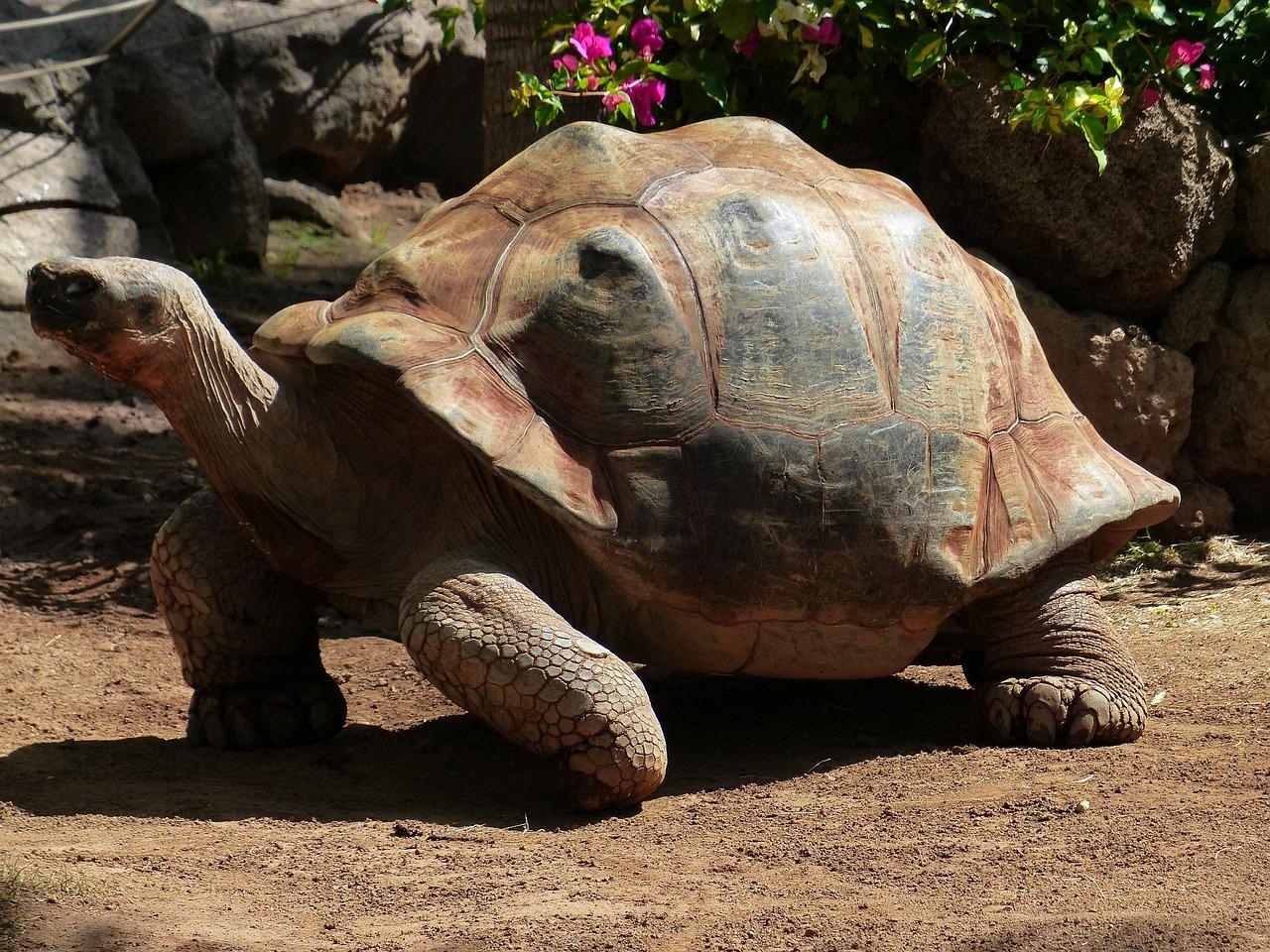 Sulcata Tortoise for Sale