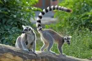 Buy Ring-tailed lemur Monkey