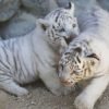 White Tiger Cubs For Sale