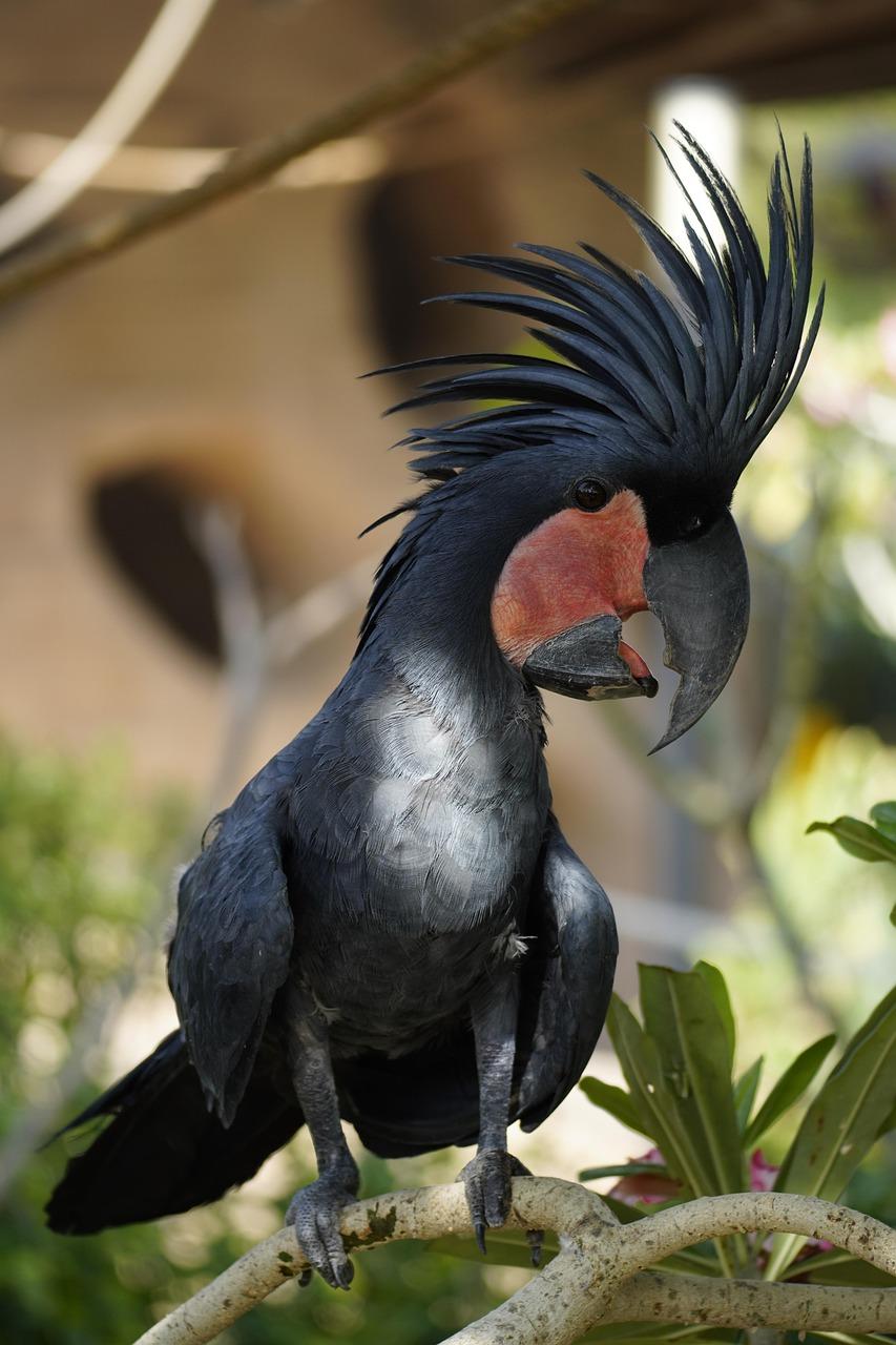 Black Palm Cockatoo for sale