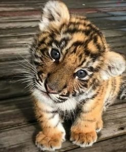 Tiger cubs for sale