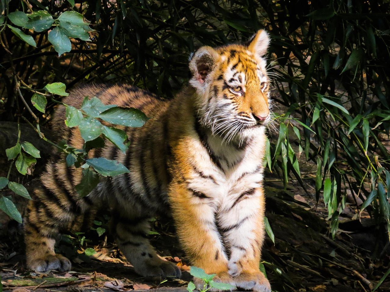 Tiger cubs for sale