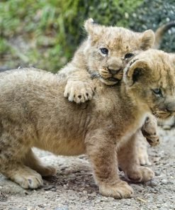 Lion cubs for sale