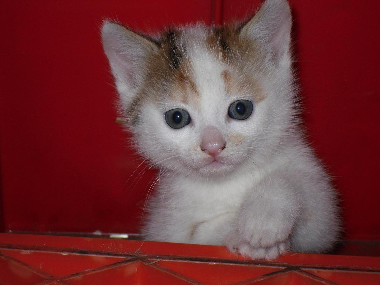 Lion cubs for sale