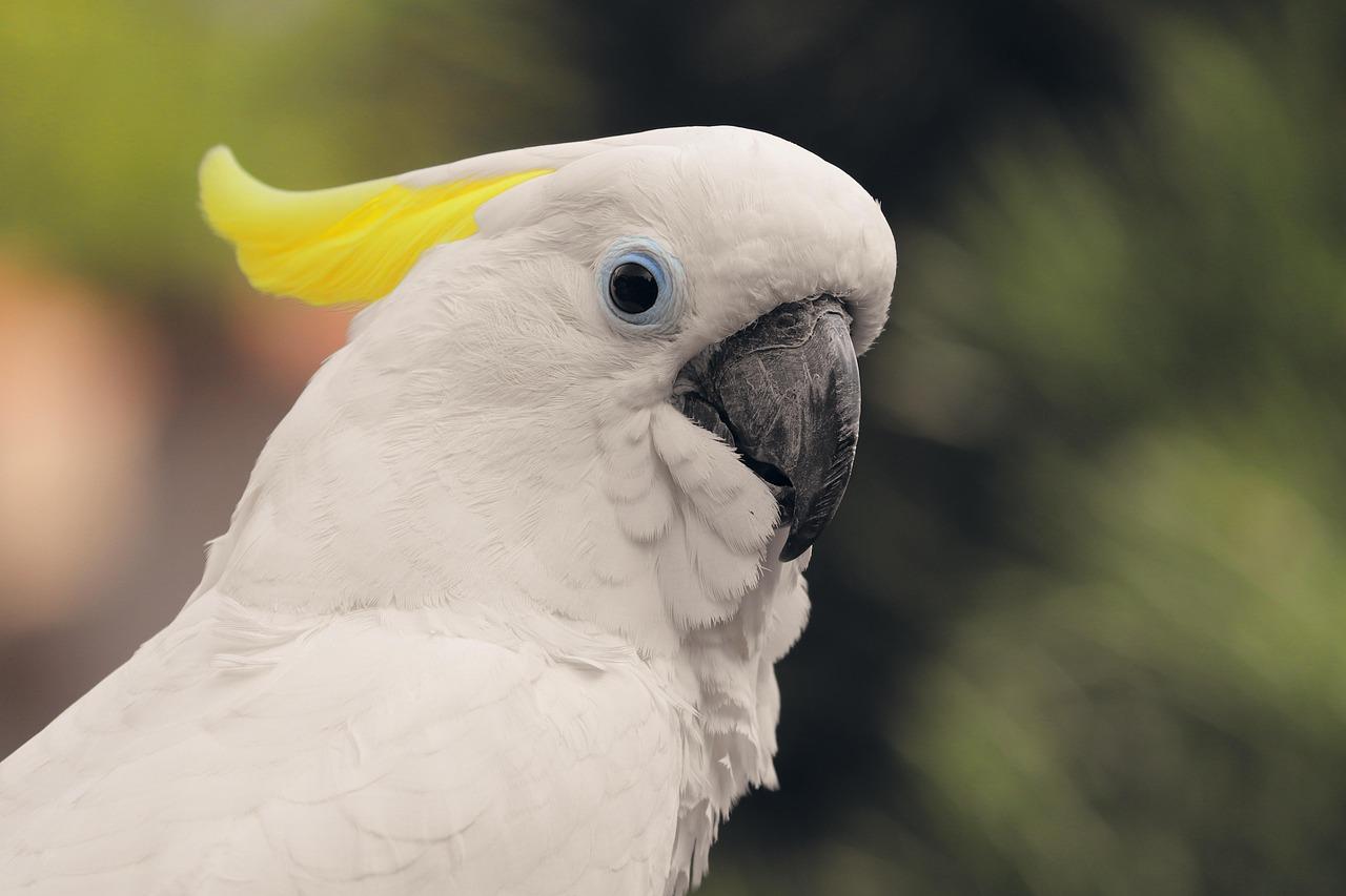 Bengal Tiger Cubs For Sale