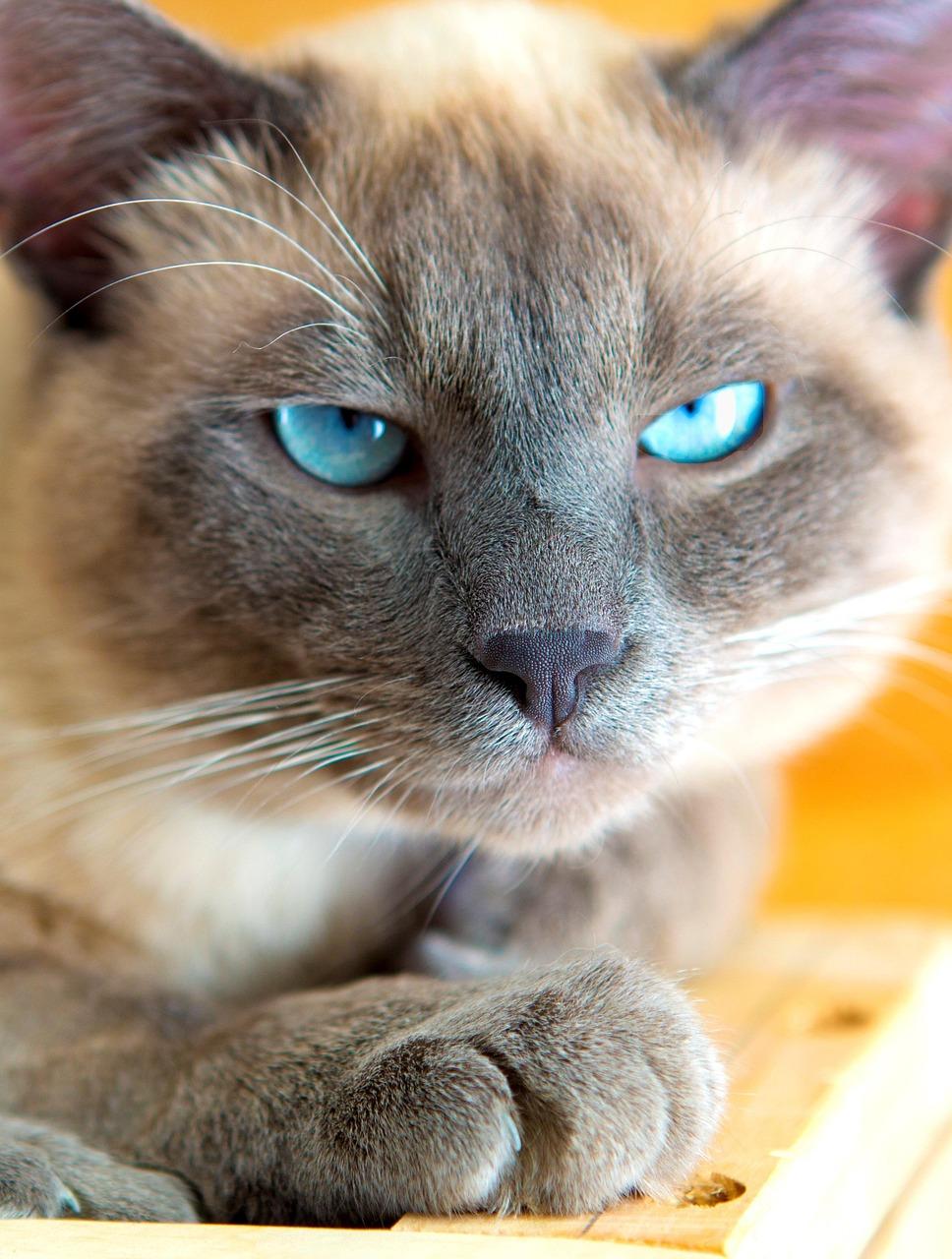 British Shorthair cat for sale