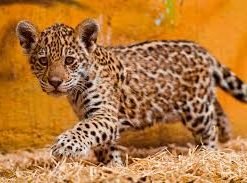 Jaguar Cubs for sale