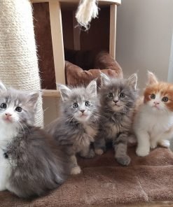 Maine Coon cat for sale