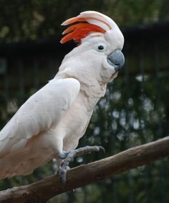 Moluccan cockatoo For Sale
