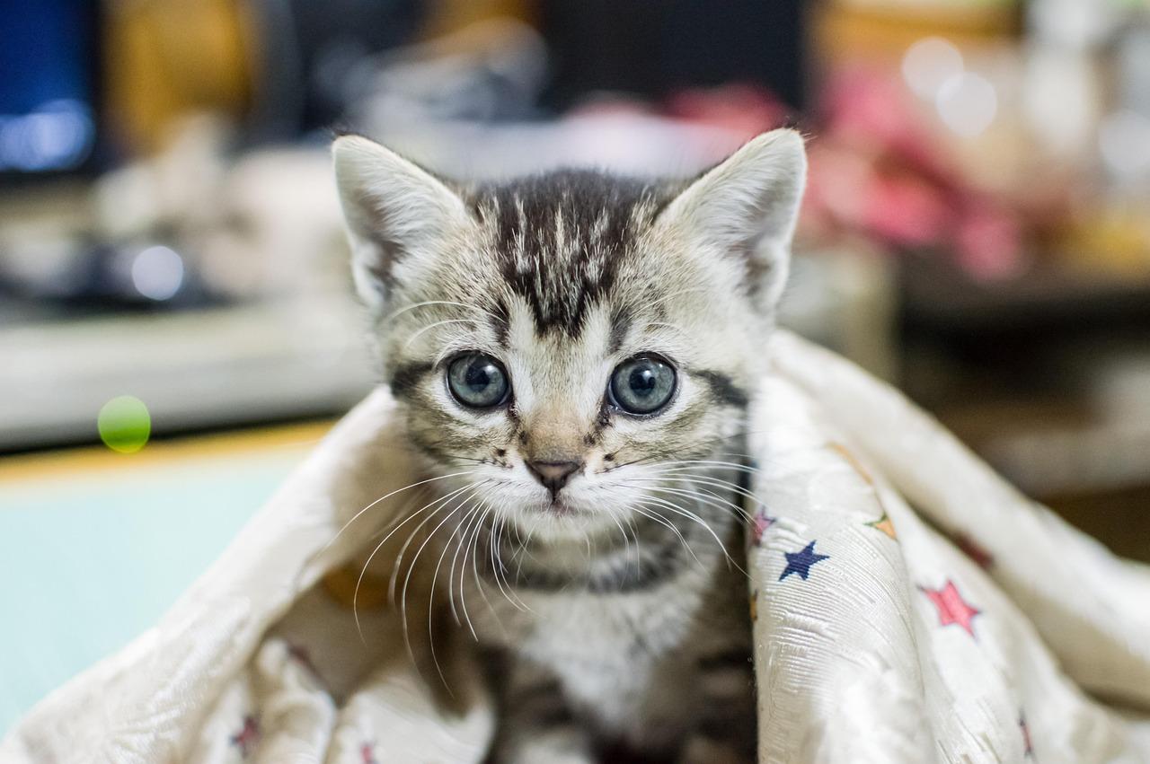 Norwegian Forest Cat for sale