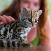 Ocelot Cubs for sale