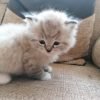 Ragamuffin cat for sale