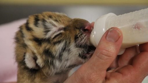 Siberian Tiger Cubs For Sale