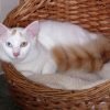 Turkish Van cat for sale