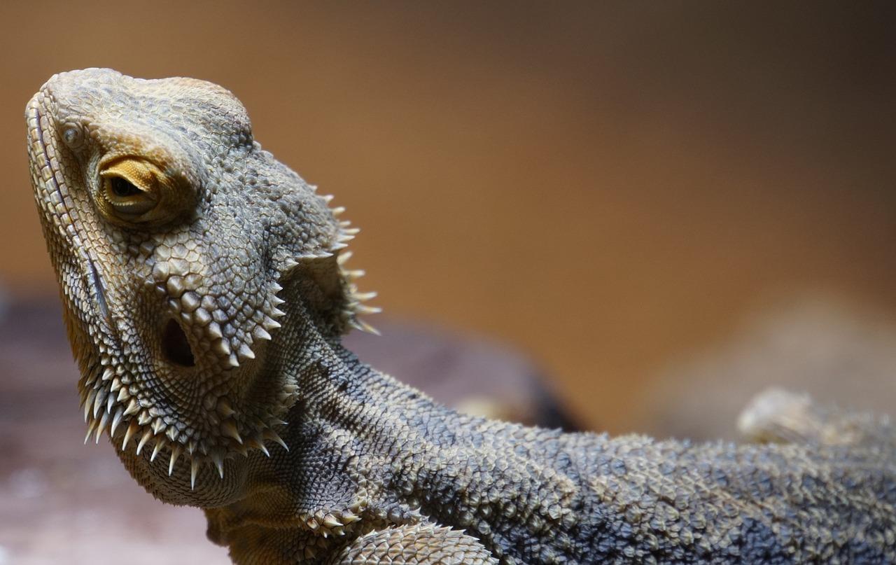 Buy Bearded Dragons Buy Bearded Dragons