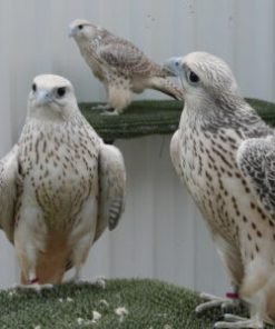 Gyrfalcon For Sale