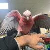 Galah Cockatoo for sale