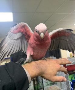 Galah Cockatoo for sale